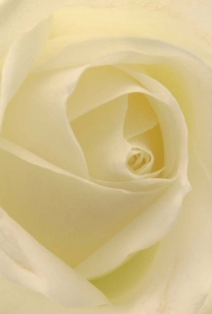 To gaze at this exquisite white rose is to feel serenity and refinement akin to a peaceful sunrise viewed from the heights of Shooter's Hill. Each petal is softly layered, blending shades of cream and faint lemon under a gentle, diffused light, which accentuates the bloom's entrancing depths. The smooth, matte surfaces hint at an opulent silkiness, inviting thought of gentle fingertips gliding over each delicate fold. Indistinct shadows dance within the flower's centre, enhancing a sense of hypnotic resilience and purity. Perfect for meaningful gestures-a romantic token, a sincere expression of sympathy, or a centrepiece at an elegant celebration-this rose embodies the spirit of Shooter's Hill's close-knit community. There is a subtle fragrance, imagined as calm and sweet, drifting through the quiet air like a mural of remembrance along Shooters Hill Road. Every detail, from spiral heart to the flawless arrangement, reveals the loving artistry and experience poured into local floral creations. This bloom resonates with the gravity and hope that define memorable occasions on the hill.